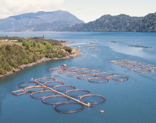 Principal medio radial estadounidense expone los impactos de la industria del salmón en Chile