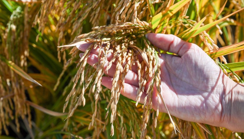 El alimento más consumido del mundo: el arroz se infla de mejoramiento genético, de la mano del INTA