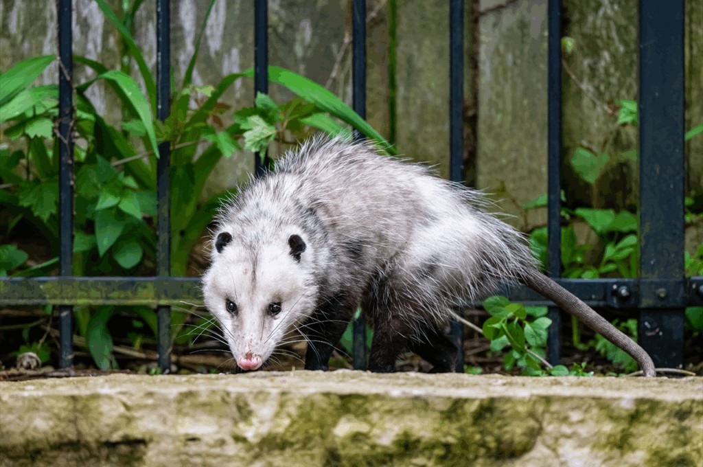 Brindarán una charla sobre cómo proceder ante la aparición de fauna silvestre