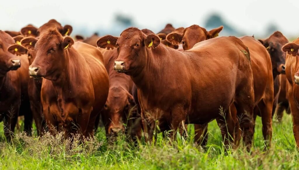 AGRONEGOCIOS GANADERIA