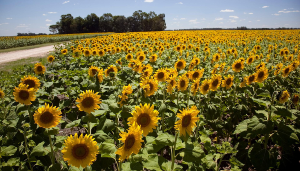 El girasol se hace fuerte en todos los frentes: lleva 9 meses consecutivos de récord de molienda