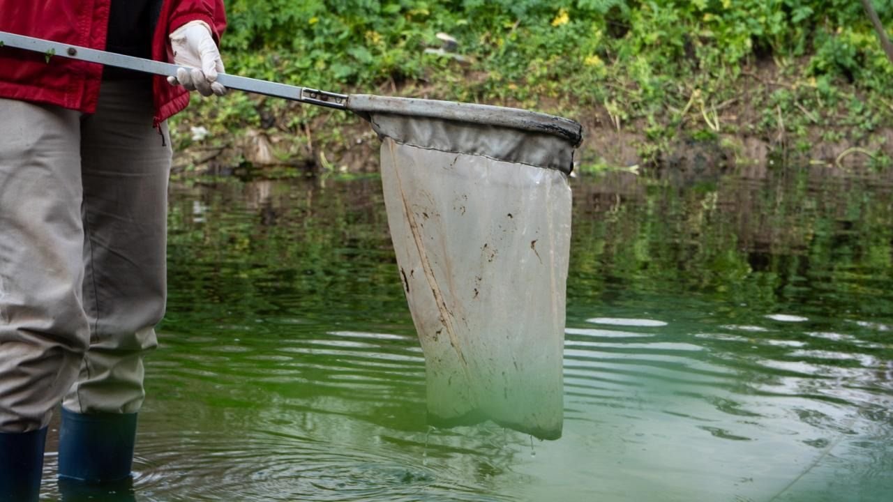 Mortandad de peces en el Carcarañá: Provincia asegura que fue por las lluvias