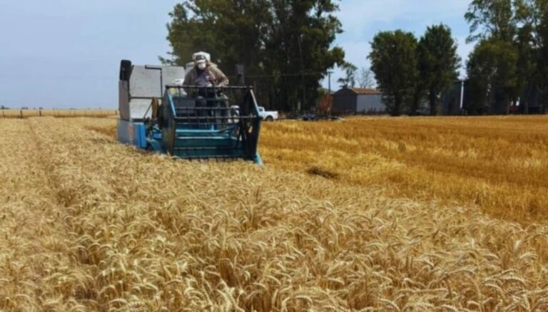 Fertilización “estratégica”: cómo sostener los rindes y mejorar la eficiencia en una campaña ajustada