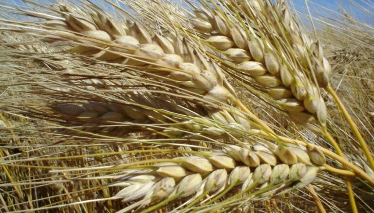 Fertilización en trigo: “Pasar de dosis promedio a optimizadas puede aumentar 25% el margen bruto”