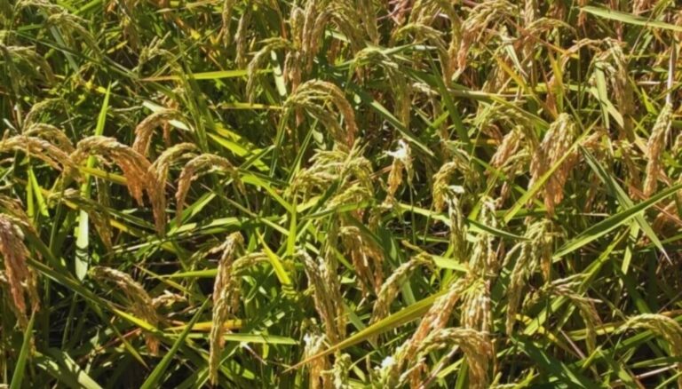 Alerta sanitaria en el arroz argentino: detectaron un virus que hasta ahora solo se conocía en Japón