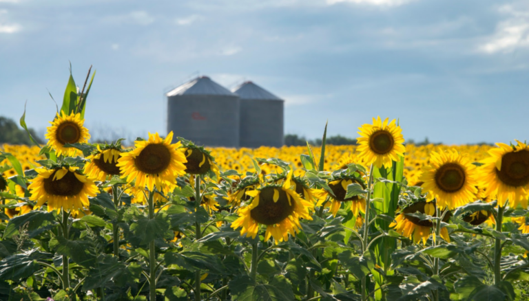 El mundo le sigue poniendo fichas al girasol argentino: el USDA ya anticipa otra campaña de expansión