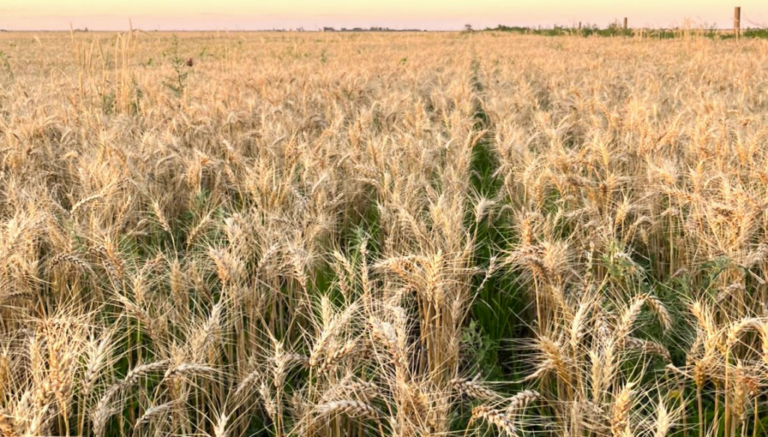 Siembra de trigo: desde Rosario avizoran 500.000 hectáreas menos, por el alto costo de la urea