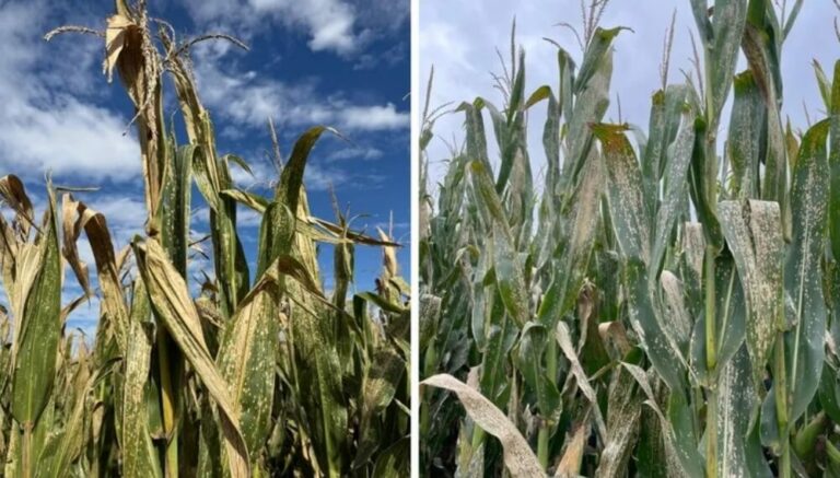Una alerta sanitaria en el maíz: la mancha blanca gana terreno y obliga a estar atentos