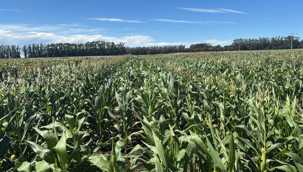 La “cocina” de la genética: un modelo para diseñar las semillas del futuro
