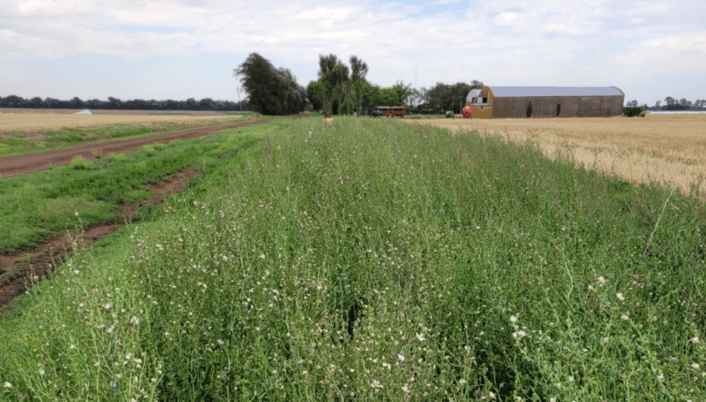 La biodiversidad “florece” en los bordes y ayuda a producir más, con menos malezas y plagas
