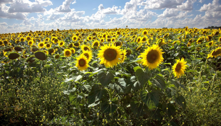 Desde Chaco hasta Río Negro, el girasol apuntala su crecimiento: “Veo a mucha gente volver a cultivarlo”