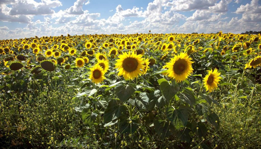 Desde Chaco hasta Río Negro, el girasol apuntala su crecimiento: “Veo a mucha gente volver a cultivarlo”