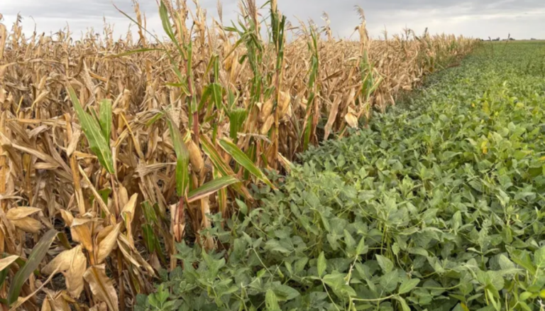 El monocultivo ya es solo un mal recuerdo: en la zona núcleo se consolida el “1 a 1” de soja y gramíneas