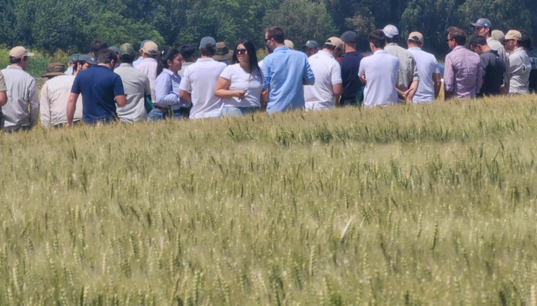 El trigo toma aire: la baja en la urea mejora las expectativas de siembra y fertilización