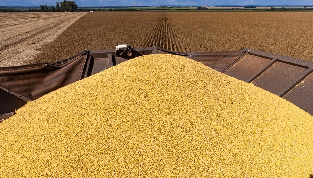 Soja argentina: el hallazgo científico que puede abrir nuevas oportunidades comerciales